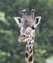 Giraffe at Longleat